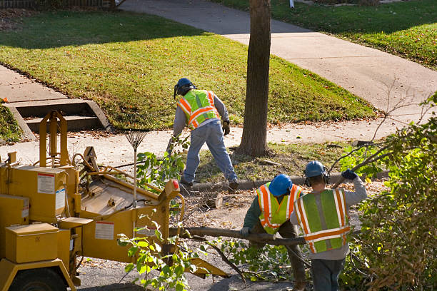 Why Choose Our Tree Removal Services in San Carlos, AZ?